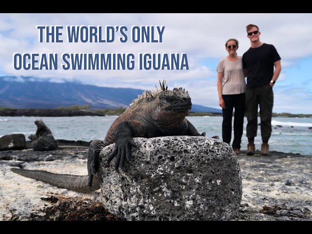 Swimming with Marine Iguanas | Galápagos LUXURY Cruise Day 6