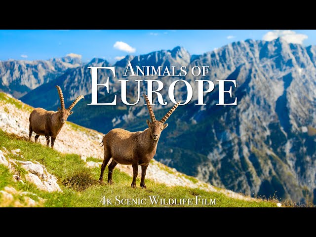 Animals of Europe 4K - Scenic Wildlife Film With Calming Music