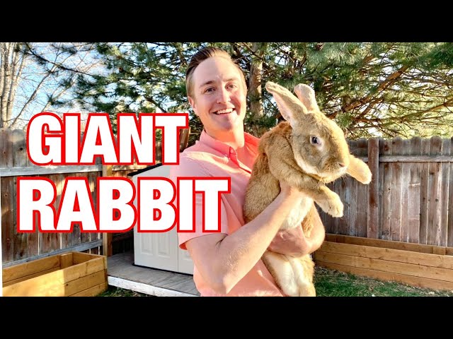 Giant Rabbit: 18 Pounds!!!!