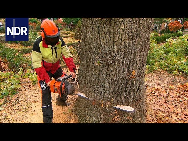 Herbststress für die Holzprofis  | Die Nordreportage | NDR Doku