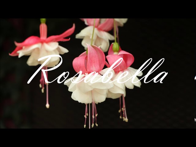 (Electronic) Rebecca Rocklynn & Sinner's Heist - Ball On You ft.  Riff Raff | Choppa Dunks Remix