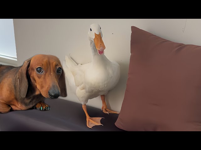 Mini dachshund and duck become best friends