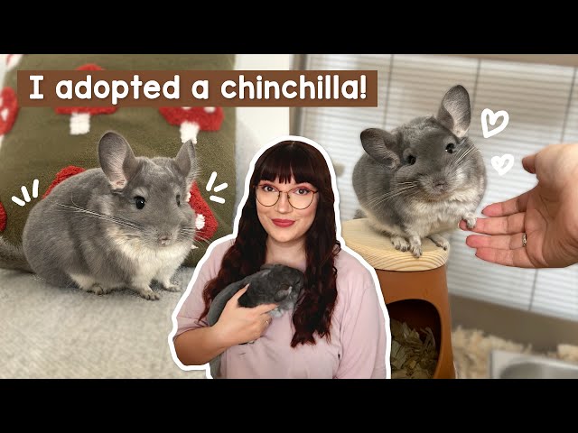 Surprise! I adopted a Chinchilla