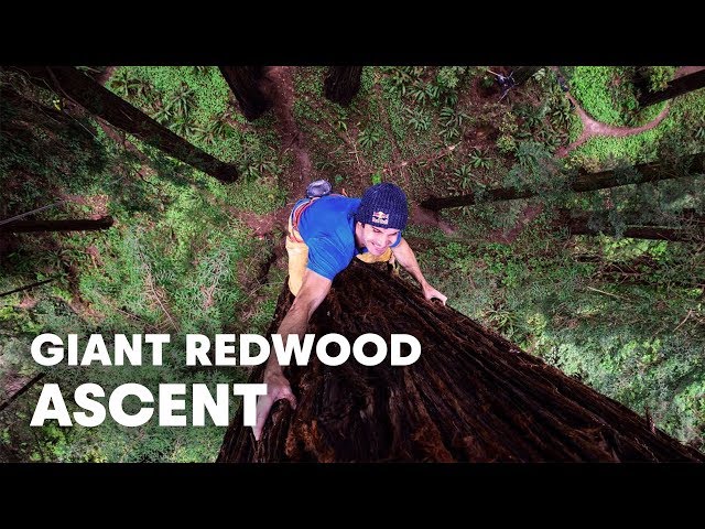 Giant Ascent: Chris Sharma Free Climbs Huge Redwood w/ Help of Scientists