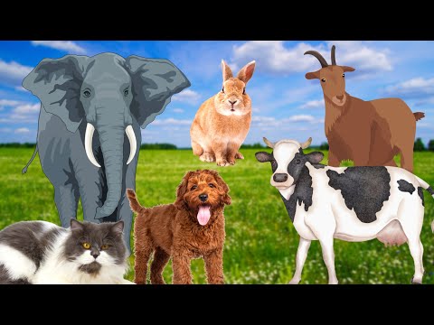 Cute little animals: Cat, pig, dog, chicken, cow,...