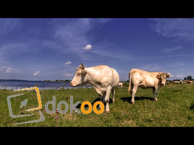 Otto und seine Rinder | Doku