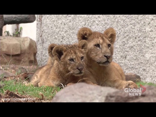 Mexico zoo celebrates birth of 5 African lion cubs