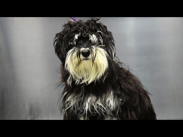 Unbelievable Dog Grooming Transformation: Matted to Magnificent