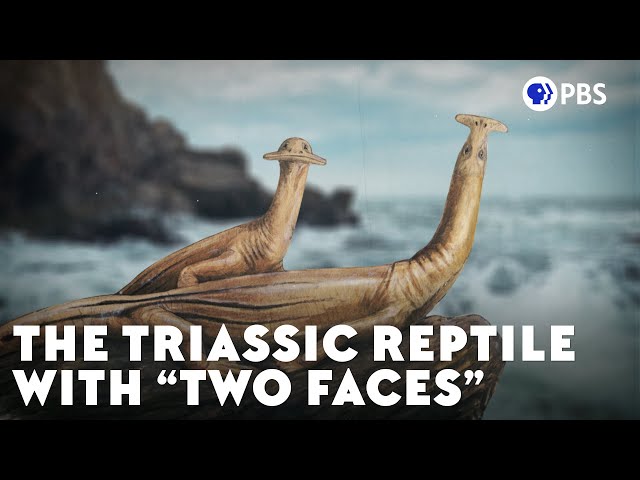 The Triassic Reptile With "Two Faces"