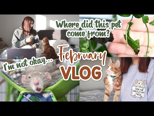 Another unexpected pet, new hammocks & where I've been | VLOG