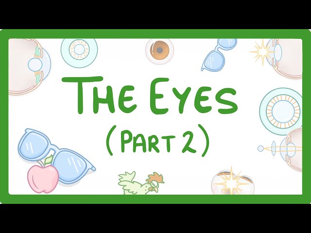 GCSE Biology - How the Eye Works (Part 2) - Accommodation #32