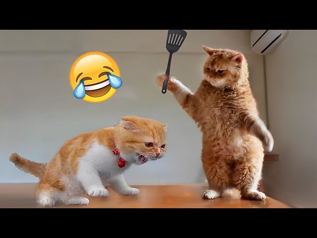 The Most Trending Funniest Cats And Dogs Video Compilation 2023 😹🐶 |Aww Pets