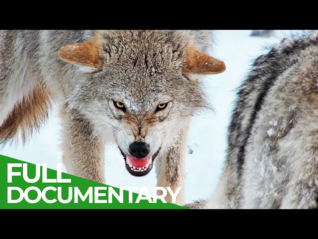Europe's Great Wilderness | Episode 1: Life Below Zero | Free Documentary Nature