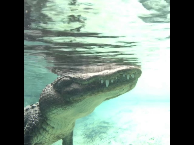 Swimming with Casper the alligator