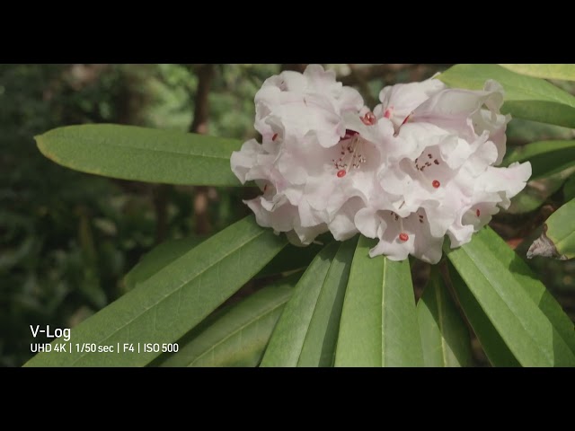 Sample Footage from the Panasonic Lumix DC-G9 II - DPReview Tests