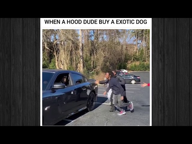 Funny hood and wood videos compilation (vol.95) | New 2021 compilation | 10 MoF (10 Mins of Fun)