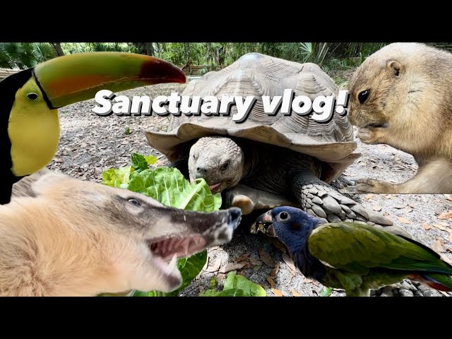 Pig attack, vet visit, coati desert, sanctuary vlog!!