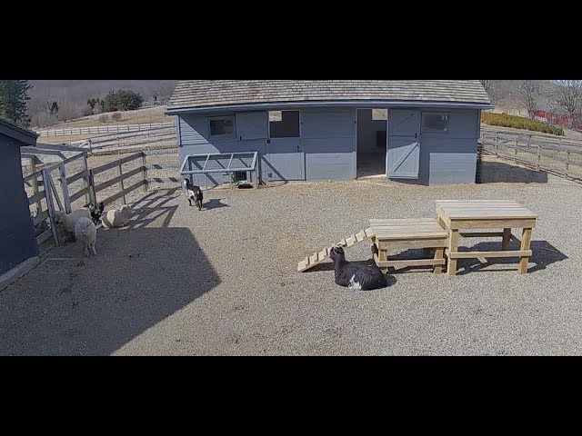 Farm Animals Relaxing | The Dodo Tranquil Tuesdays LIVE