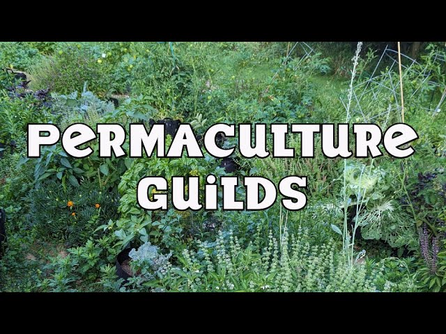 Permaculture Guilds