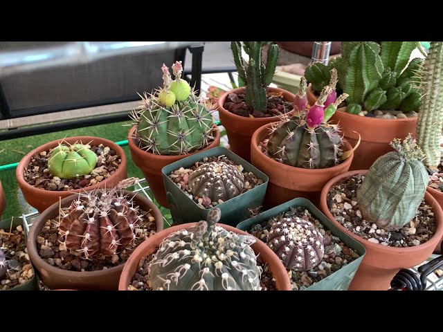 VLOG#3: My Desert Plants in Desert Heat | Cactus and Succulents
