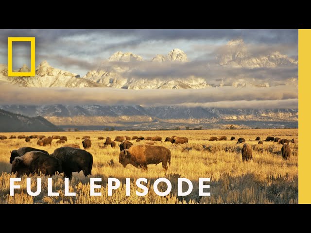 Wild Yosemite (Full Episode) | America's National Parks
