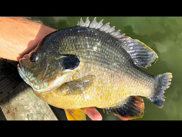 BLUEGILL SO BIG, they EAT BASS LURES!!