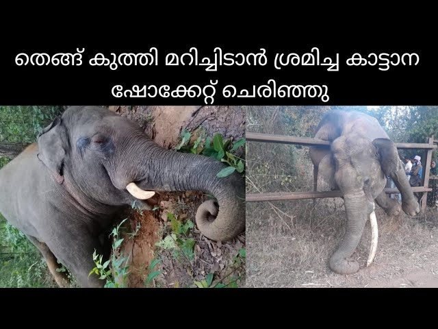 തെങ്ങ് കുത്തി മറിച്ചിടുന്നതിനിടയിൽ കാട്ടാന ഷോക്കേറ്റ് ചെരിഞ്ഞു | wild elephant electrocuted in wokha