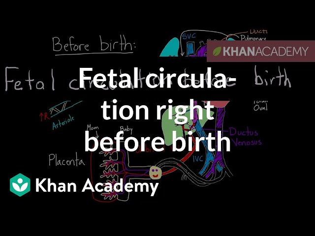 Fetal circulation right before birth | Circulatory system physiology | NCLEX-RN | Khan Academy