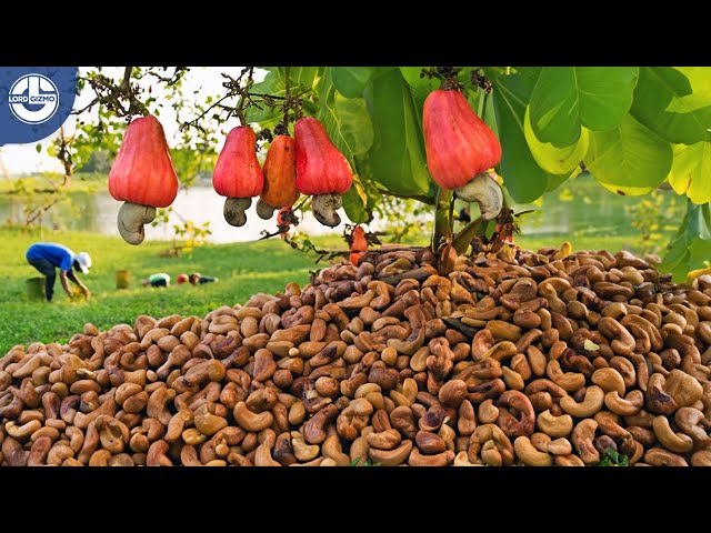 Harvesting MILLIONS of Cashew Nuts For Processing | Mega Food Factory