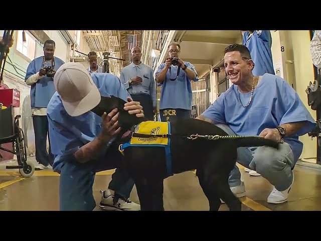 San Quentin inmates train puppies to become service animals
