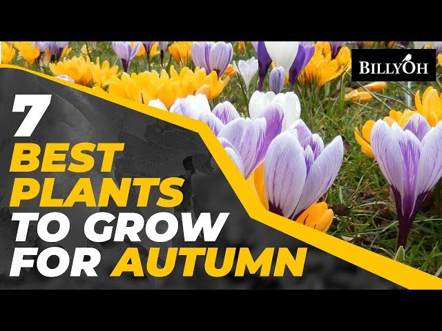 7 Best Plants To Make Your Garden Bloom In Autumn - Seasonal Gardening Tips For Beginners & Experts