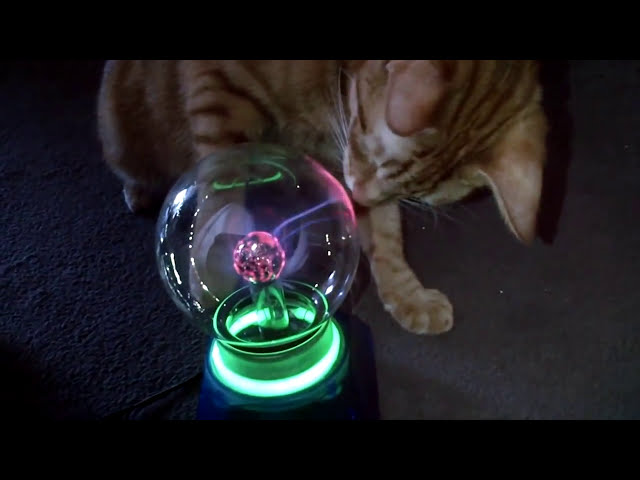 My cat sirius amazed by a plasma ball :P