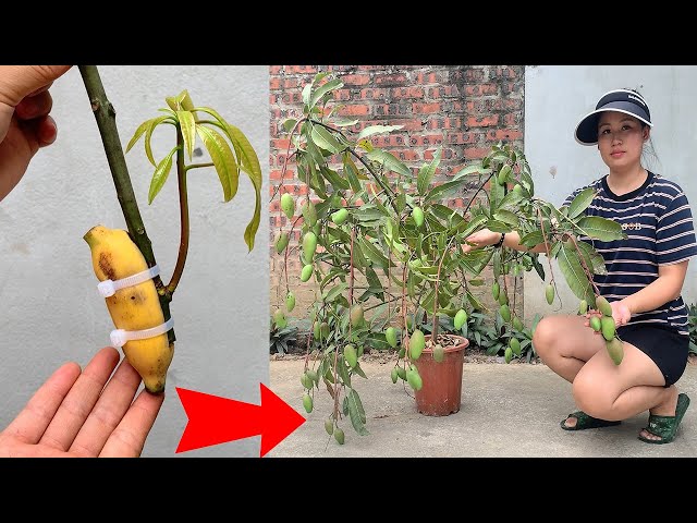 SUMMARY OF TECHNIQUES for propagating simple mango trees using bananas or aloe vera   stimulates sup