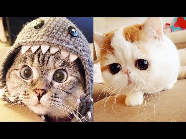 THE CUTEST CATS In The World