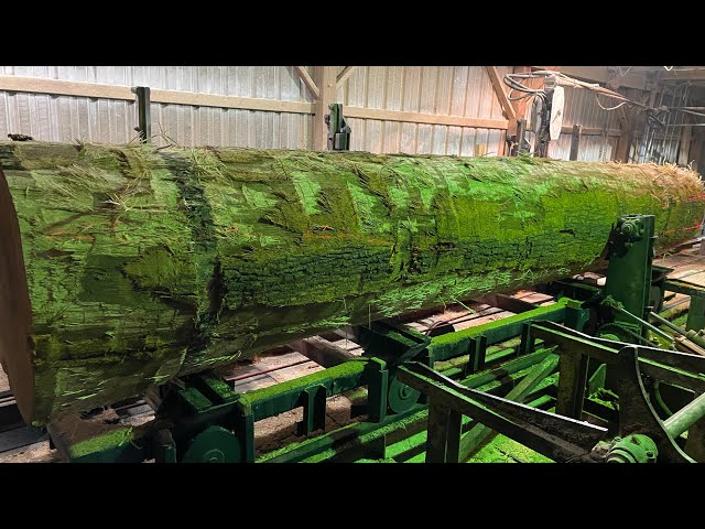 Sawing a Long 31 Inch diameter Black Oak Log #35