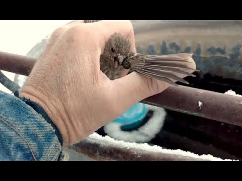 Man Saves Frozen Bird Stuck To Fence