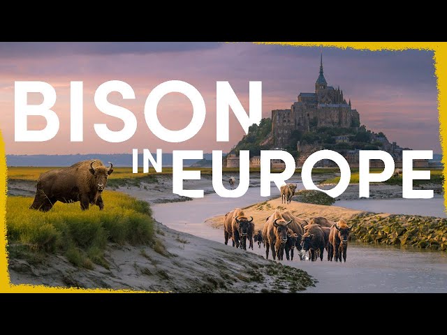 How the return of the Bison will transform Europe