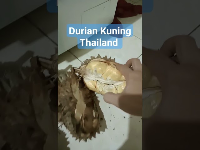 Durian Kuning Bibitnya Berasal Dari Thailand