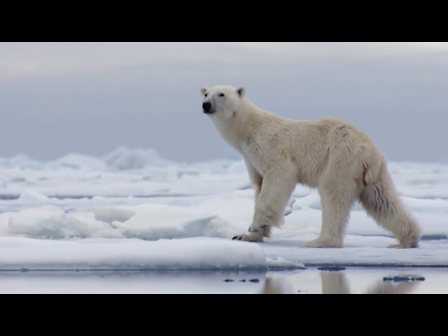 The Best Of Polar Bears | BBC Earth