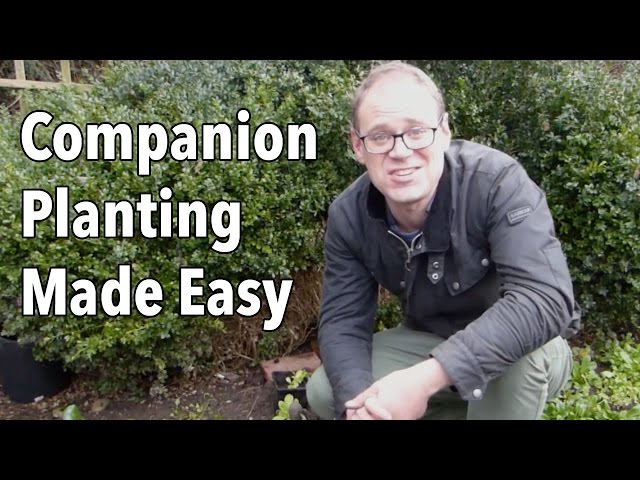 Companion Planting Made Easy
