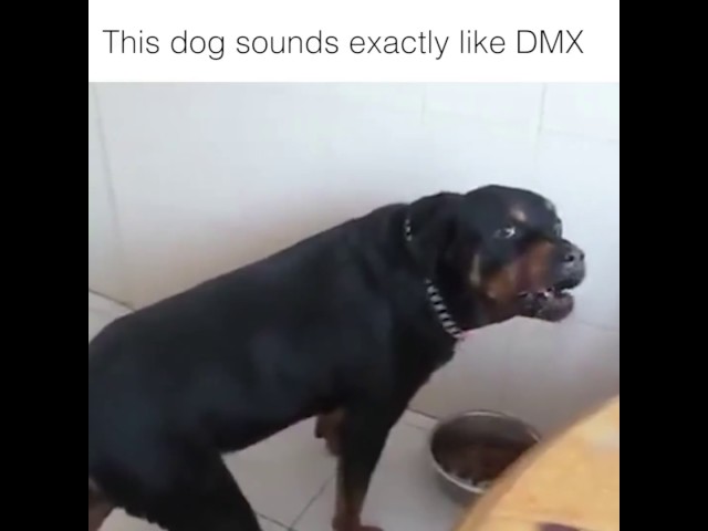 This Dog Sounds Exactly Like DMX