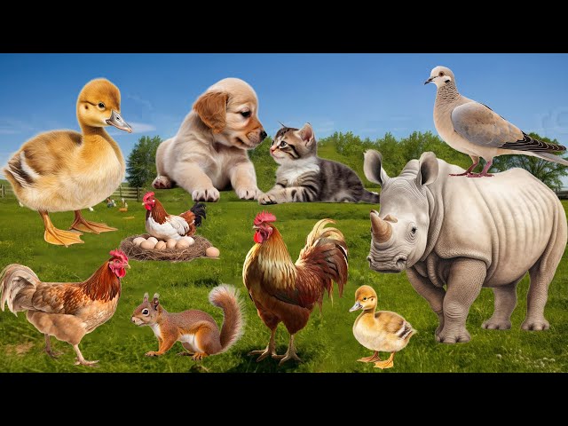 Animal Sounds Around Us: Pigeon. Duckling, Rhino, Dog, Chick, Cat - Amazing Animal Moments
