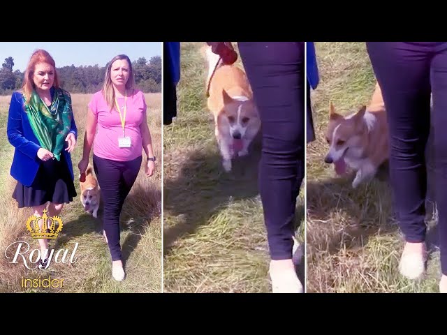 Fergie Melts Hearts with Video of Walking late Queen's Corgi @TheRoyalInsider