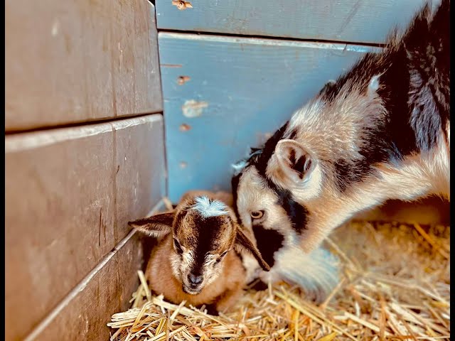 Difficult Goat Birthing Process with Happy Ending #goatkids #homestead #babygoats #farmliving