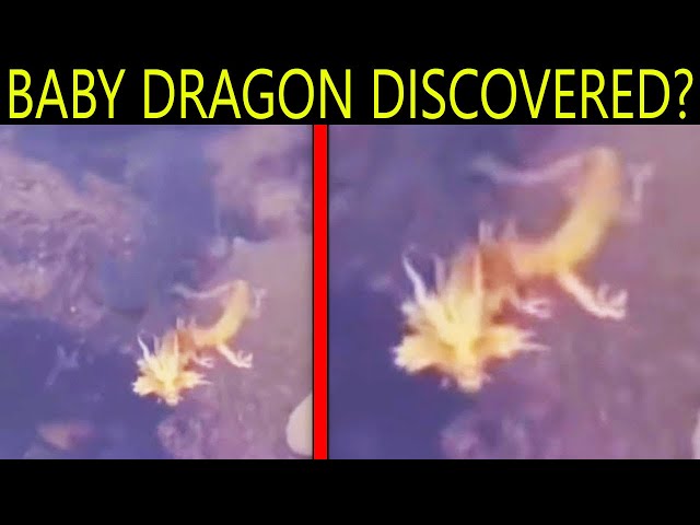 Diver Captured on Camera Something That Shocked the Whole World