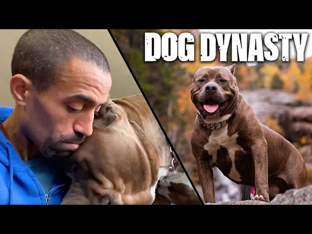 RIP Kong - The Tragic Death Of A Dog Dynasty Legend | DOG DYNASTY