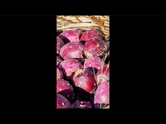Prickly Pear: Purple Gem of the Desert