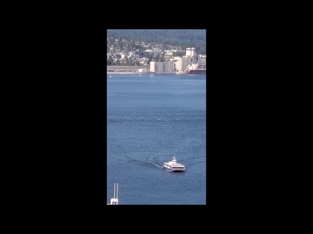 Vancouver's Dolphins swarm  ocarina meditation  yu seung yup