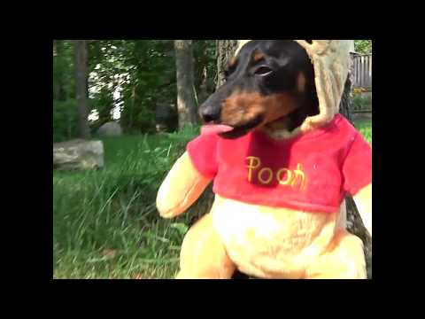 Crusoe as Winnie the Pooh Dog Costume - Cute Dachshund Video