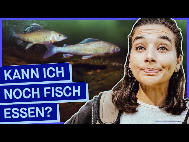 Nachhaltiger Fisch-Konsum: Worauf kann ich achten?